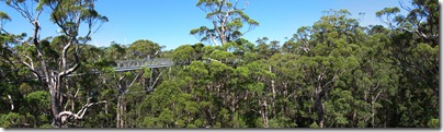 treetop walk